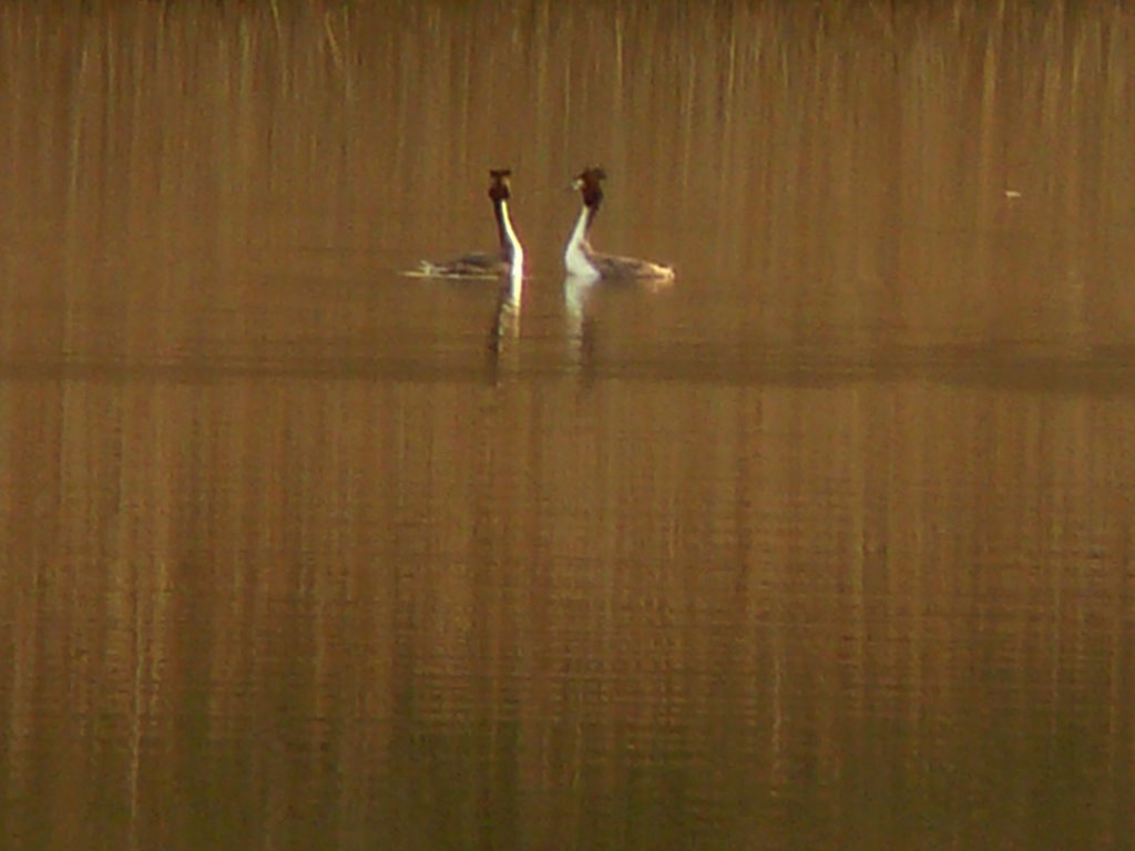 Parade Grèbes huppés